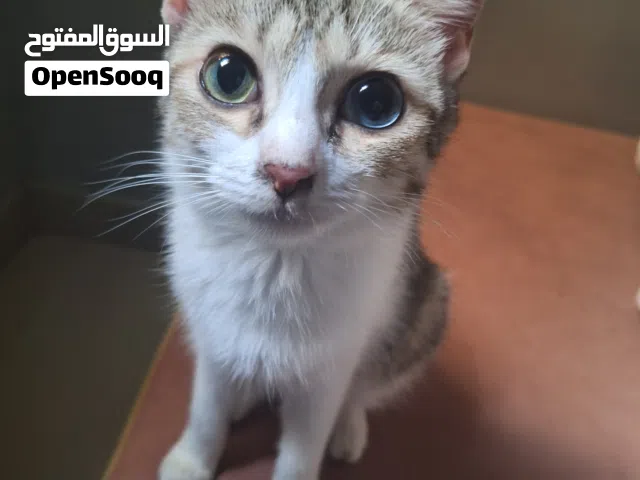 سنورة أنثى ببلاش للتبني