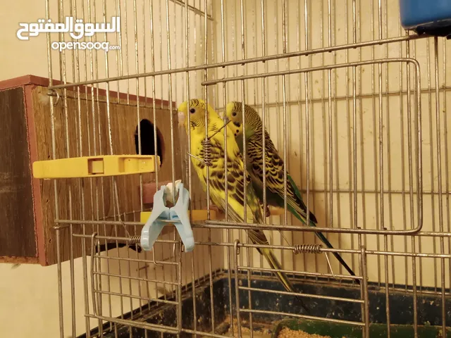 زوج طيور حب بادجي تحتهم 3 فراخ مع قفص حجم وسط شامل التوصيل داخل عمان الغربية