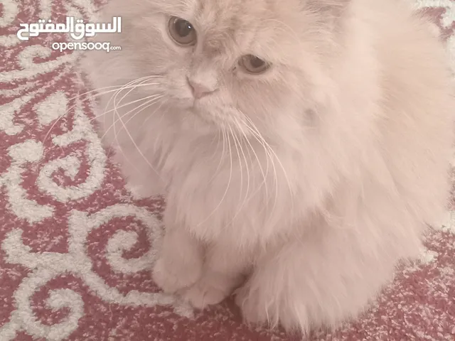 قطتين ذكر للتبني متعودين على لتربوكس لعوبين خالين من الامراض