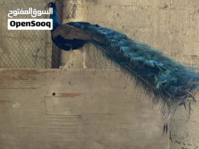 طائر طاووس
