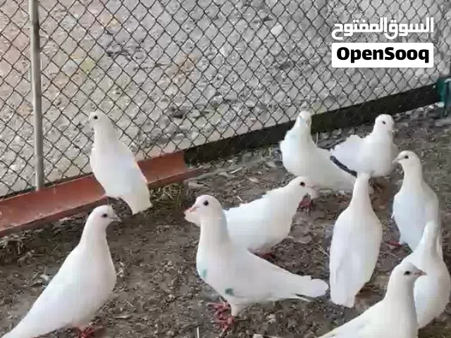حمام لاحم فرنسي احجام طيبه