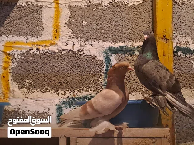 كوبيه حمام للبيع