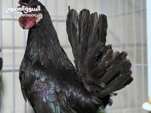 مطلوب ديك حباحب كويتي اقره لوصف مهم