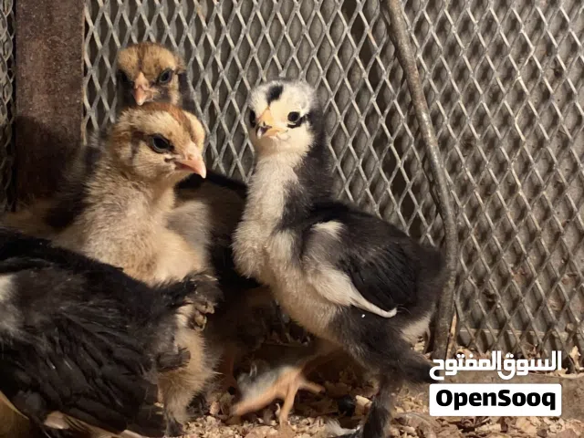 كتكوت براهمه عملاق  العدد 7