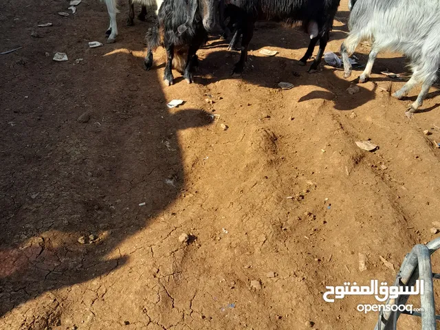 9 عنزات مواليد وراهن 6 سخلات 3 جدايه