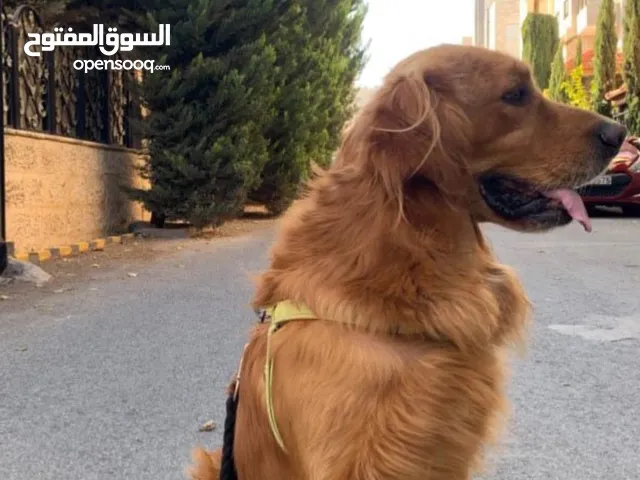 مفقود كلب جولدن في منطقة الكمشه بيرين يوم الجمعه