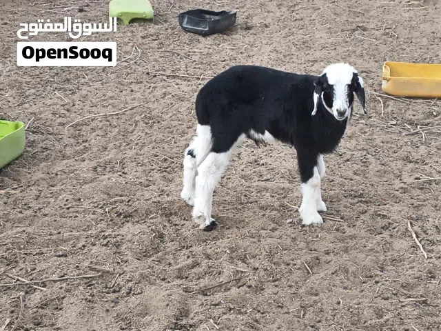 وحمل التفاصيل بالاسفل