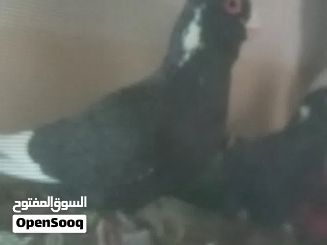 مستوى عالي جوز فحل ابلق اسود و مسوده بنانيه