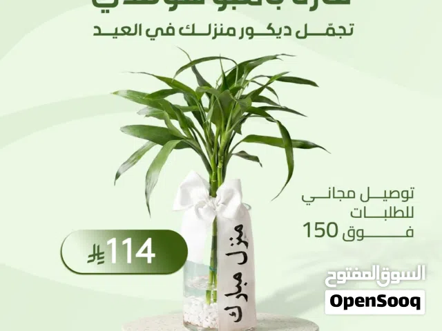 هدايا نباتات العيد من موطن النباتات