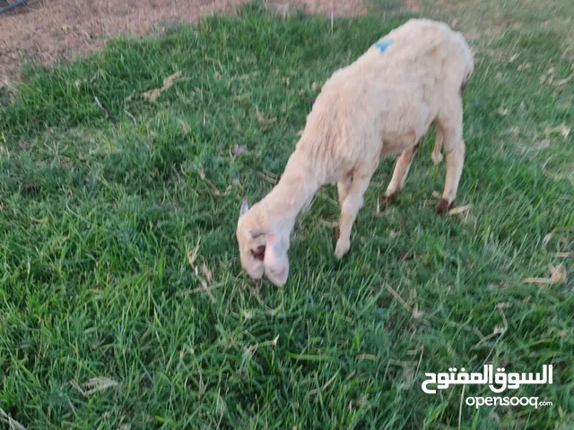 خروف مجزي مكان وادي الربيع
