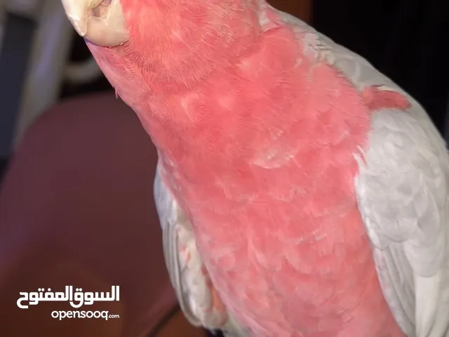 كوكاتو قالا 2021