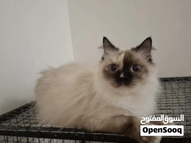 قطه تركية جميلة