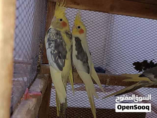 ببغاء كروان كوكتيلات اليزابيث