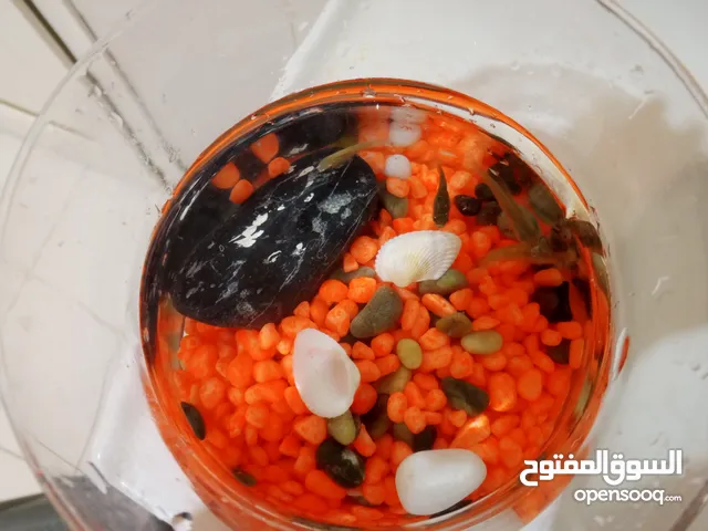 بيع. سمك. و. حوض. سمك