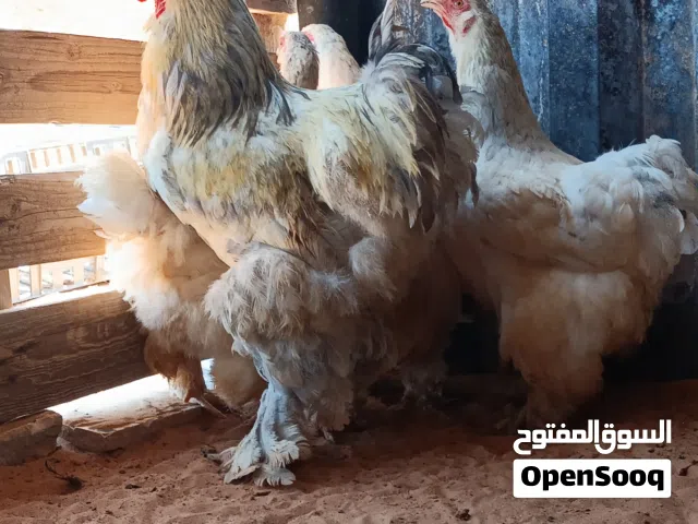 كوبية براهما حضان طبيعى