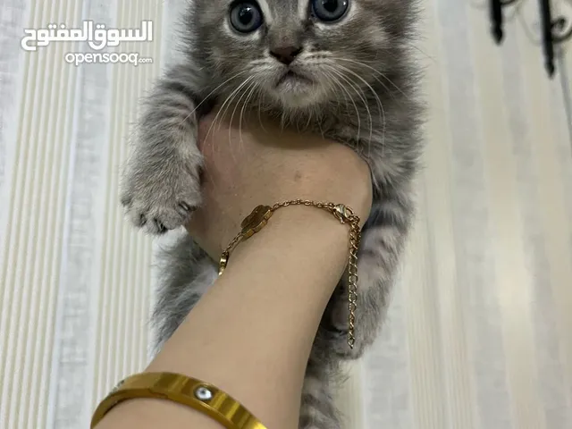 ذكر وانثى شهر ونص للبيع سكوتش ستريت مكس هملايا
