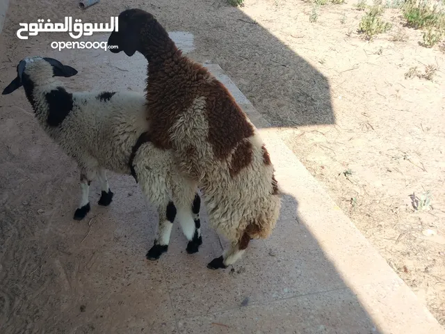 فطيمة الله يبارك