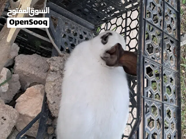 ذكر هجين بابيون، شغال. نخب النخب