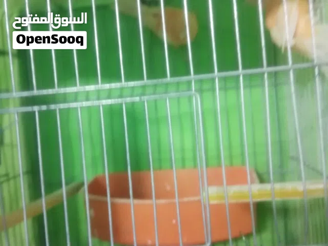 كنار جوزين وناثايتين