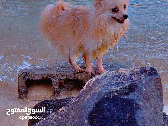 كلبه هاديه ولعوبه كيوت