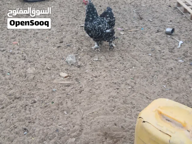 جاجة ربي يبارك راقده ع دحي امورها طيبة