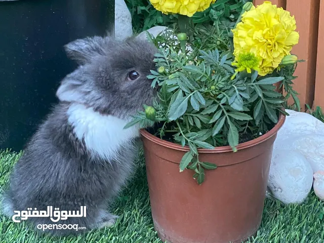 ارنب تيدي بير