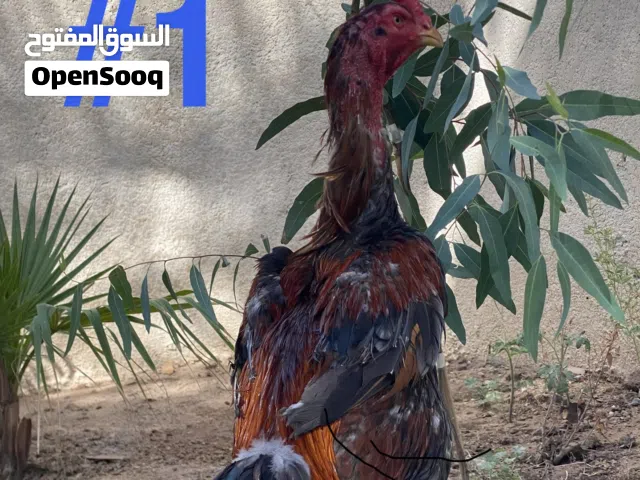 متاح مخلف تركي