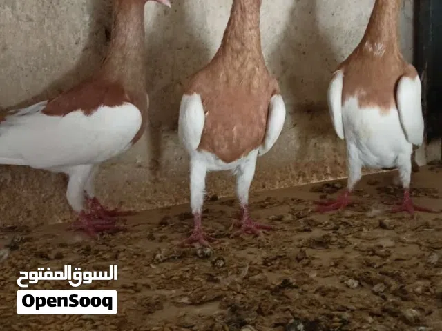 حمام مكابي