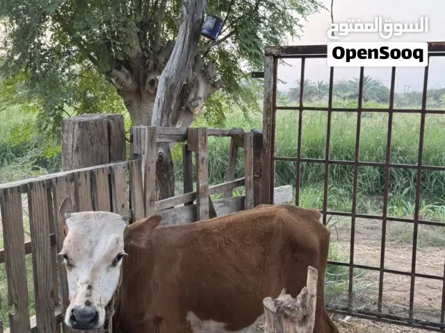 عجل محلي للبيع