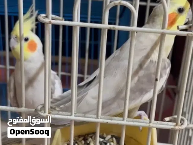 جوز كوكتيل نفس ما كان و في الصورة مع القفص