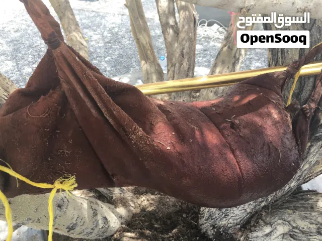 سعن لبيع من جلد اغنام .