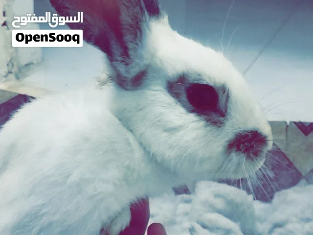 ارنب اليف كبير و نضيف