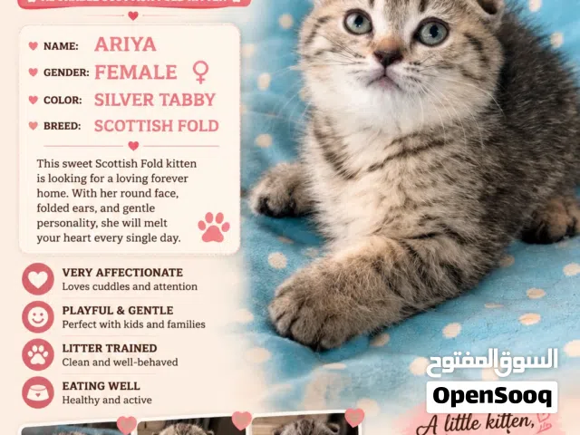 Scottish fold and Scottish straight kitten for sale (age 50 days old )