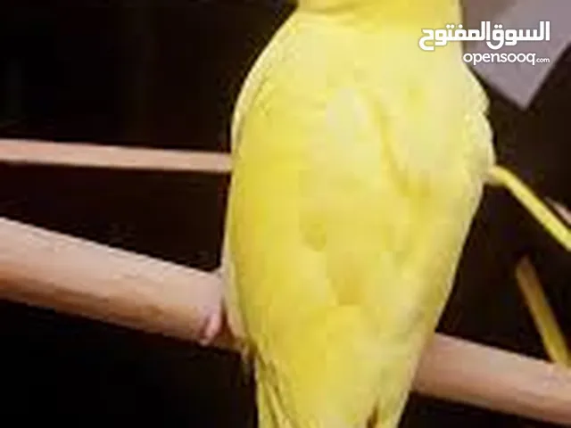 ببغاء دره لاتينو للبيع