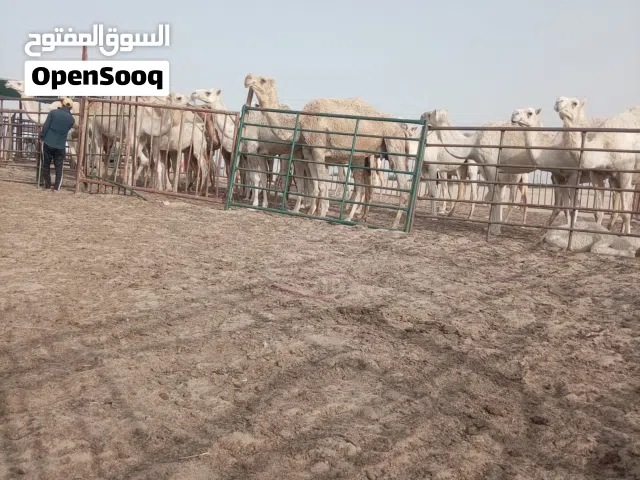 إبل للبيع  للبيع عدد من الإبل الطيبات جمله أو تفريد