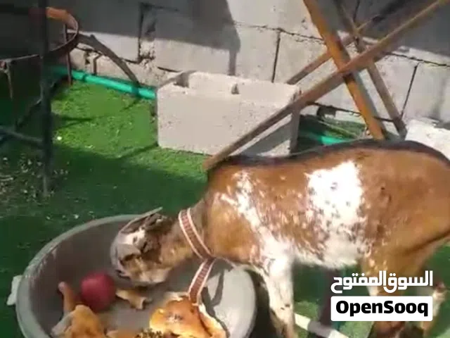 صخل نوع قطري للبيع