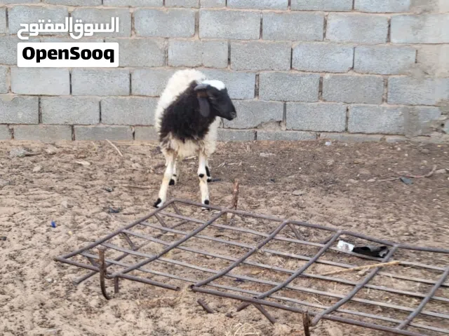 حولي ايعيد