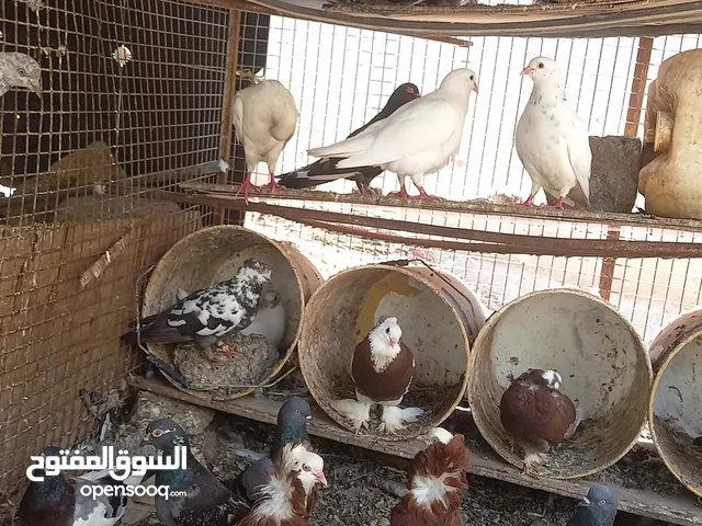 بيع حمام...