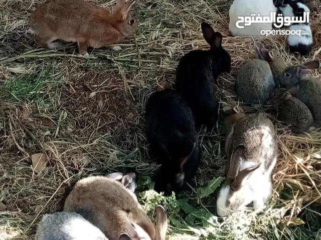ارانب بلدي الاصلي بئقل السعار سعر حرق نارررررر