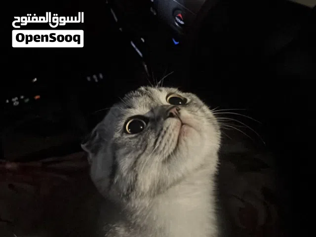 سكوتش للتزواج