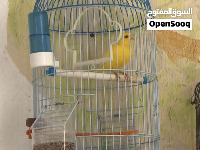 كناري ذكر للبيع