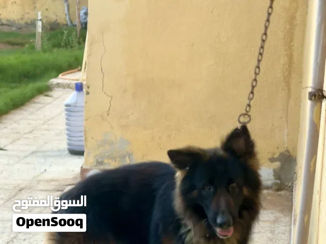 ذكر جيرمن شيبرد لونق هير اكسترا