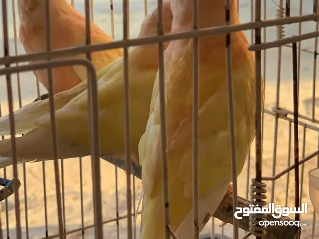 بسم الله ماشاء كوبياة النوع البرك وردي بلجيكي عين حمره طفراة سعر الكوبيه 730