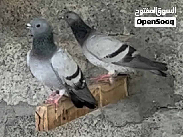 للبيع حقم جبل