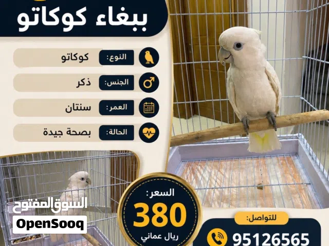 ببغاء الكوكاتو