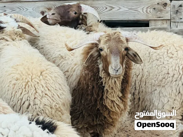 أضاحي عيد سعي ثلوثي سعي نظيف موجود في الحوازة