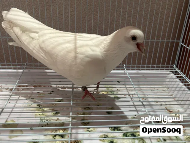 طير ابيض مع القفص