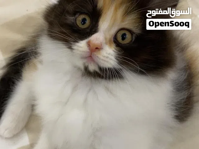 قطه شيرازيه صغيره أليفه للبيع