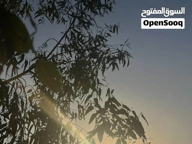 بيت للإيجار يتكون من غرفه واحده وهول وحمام