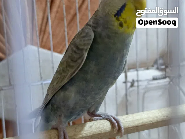 للبيع بادجي أسترالي  اقرأ الوصف
